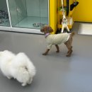 옐레드 애견유치원 & 애견호텔 진주초전점 이미지