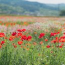 북천면사무소 이미지