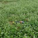 평창메밀부치기 전문점 이미지