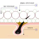 귀한벌꿀 품절임박했어요(모두 저렴히드립니다.) 이미지