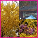 위더스 볼링야유회 모임(방장:리버젠님) 이미지