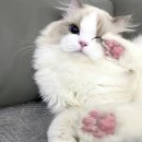 렉돌 냥이 이미지