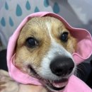 어썸강아지호텔 & 목욕 이미지