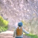 라라킴 | 2026년 벚꽃스냅 by 라라킴스냅 춘천 벚꽃스냅 후기｜아이 성장 기록 봄 촬영