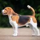 미용하는강아지 이미지