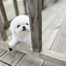 펫블리강아지&미라클고양이 이미지