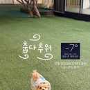 도그도그 | 🐶 구미 애견카페 추천 "구미도그(GUMIDOG)" 내돈내산 후기 │ 넓은 잔디마당있는 댕댕이카페