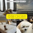 호텔아이반 | 당진 서해 오션뷰 애견동반 숙소│가성비 좋은 호텔 아이반 후기