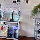 유한회사 동양화물 | 대전 은행동 중앙로 중구청 감성 카페 일렁임 데이트코스 분위기좋은 금붕어 카페