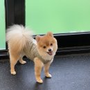 빌리프독 킨더가든 | [공지] “강아지를 위한, 강아지에 의한, 강아지 맞춤 유치원 빌리프독킨더가든을 소개합니다🏫🐾🐾