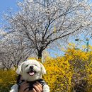 세븐일레븐 인천장수주공점 | 인천대공원 벚꽃 현재 상황 +주차 꿀팁 (이번 주말 피크)