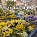 자유도매시장(동구) 이미지