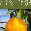 아빠의 달콤한 농장 이미지