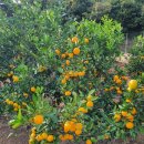 과수원 노지 유라조생(50박스) 판매 합니다 이미지