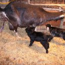 영배농장 이미지