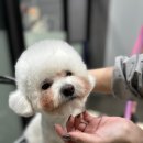 루이앤코코 이미지