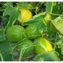 장해농장 이미지