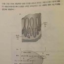 (문제집) 소화파트-위장벽위 내분비 외분비 세포 관련 이미지