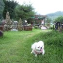 개털깎는집 이미지