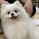 왈왈펫카페 이미지