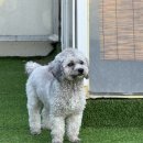 제주댕댕이애견펜션블랙 | 제주 애견 동반 펜션 | 댕댕이 애견 펜션 블랙 숙박 후기