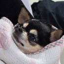 게으름의 끝판왕 귀환