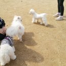 꼬마밥풀