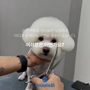그룸빌애견미용전문학원신림역점