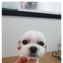 더 편하개 이미지