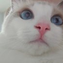 고양이관절사료 ,고양이다이어트사료 관절+체중관리 동시에! 본아페티 슬림앤조인트케어 급여 솔직 후기