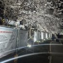 하천산책로앞(18657) | 천안 원성천에 만개한 벚꽃보며 산책하기/문화가 흐르는 산책로 방문 후기