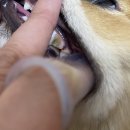 우리아이동물메디컬센터 티스토리