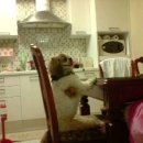 우리가축 인공수정 이미지