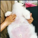 온리 펫살롱 이미지