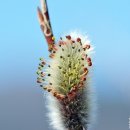 버들강아지 이미지