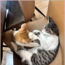 [4분기] 창의력 쑥쑥 미술로 떠나는 마음여행 | 강릉 미술관 디자인씽킹뮤지엄 창의력과 감성을 자극하는 특별한 체험의 공간