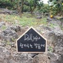 달제주 | [제주도] 내가 먹을 귤은 내가 딴다! 달제주 감귤 체험 후기
