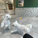 개버드 스쿨 이미지