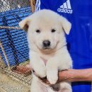 진도개패밀리 이미지