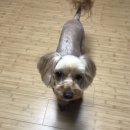 몽이묭실 이미지