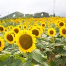 양양쪽빛마을