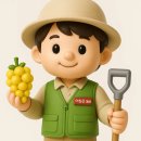 백마농장3 | 대부도 포도체험 1위!🍇 대부도 최고 당도 꿀맛 보고 승마체험+닭알 찾기 &amp; 고급스러운 보자기포장...