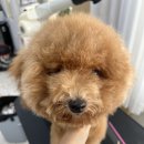 개 in 살롱 이미지