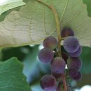 와룡농장 이미지