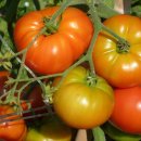 짭짤이토마토와 대저토마토 알아봅시다 이미지