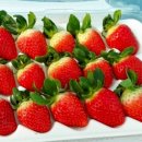 딸기애견 이미지