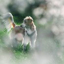 오수 펫 추모공원 이미지