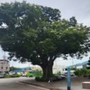 용장리 느티나무 이미지