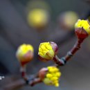 메이릴리 이미지