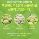 영양가스설비 | 속 편한 유기농 양배추즙 추천, 푸드버킷 국산 100% 2주 복용 솔직 후기